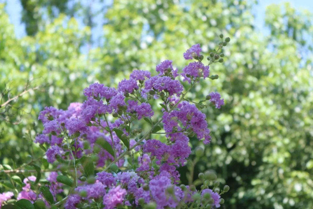 武汉东新电子技工学校——小暑至|邂逅东新校园盛夏光影